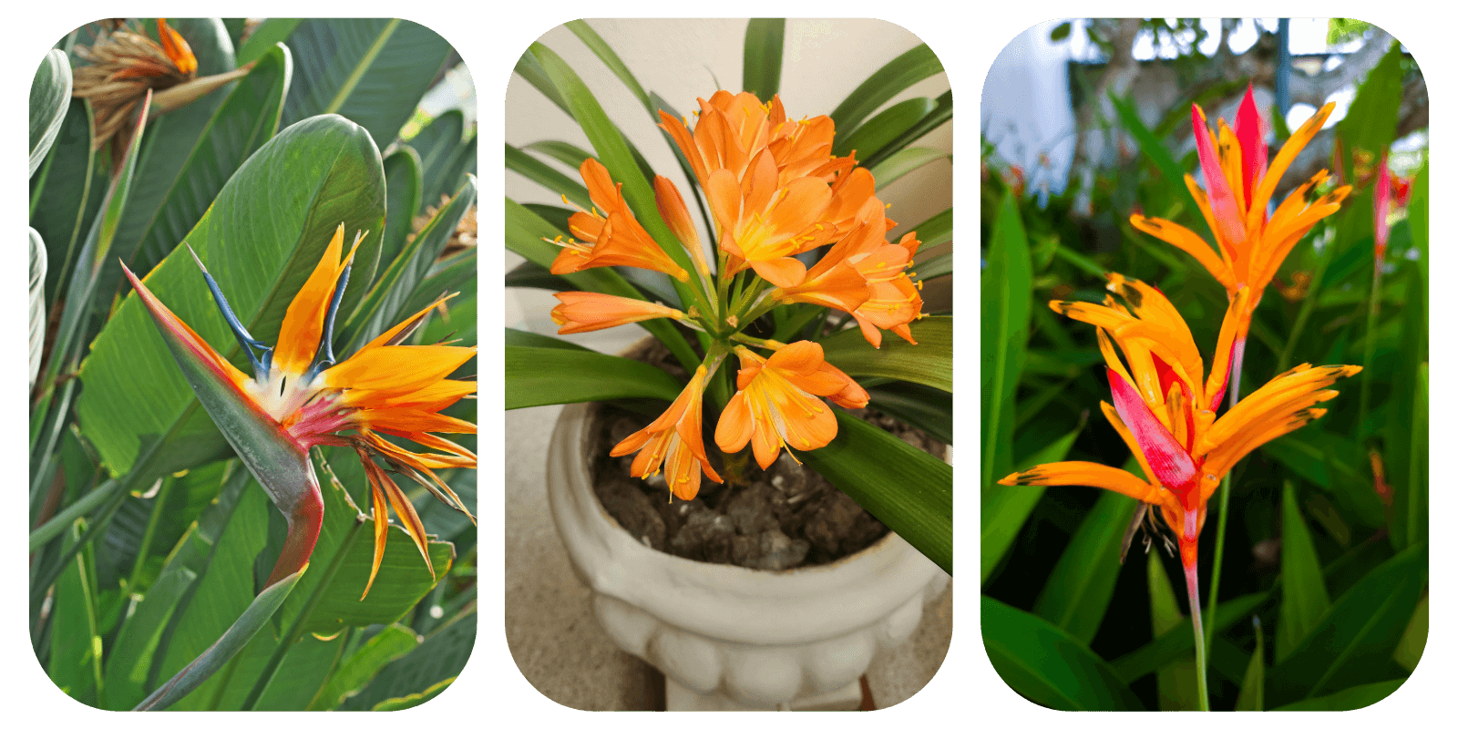 Podłoże Do Strelicji, Bigos, Ziemia Urban Jungle