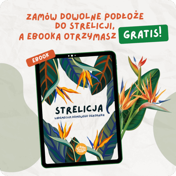 Podłoże Do Strelicji, Bigos, Ziemia Urban Jungle
