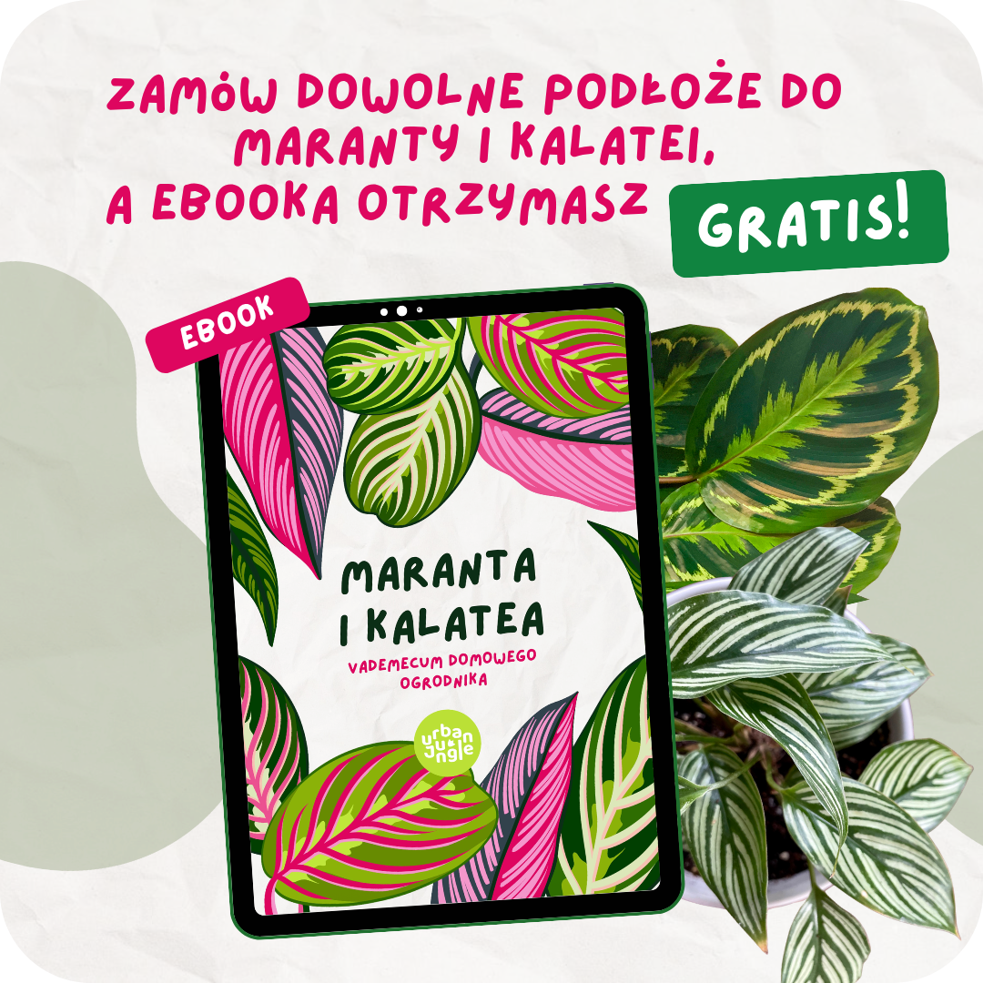 Maranta i Calathea – vademecum domowego ogrodnika e-book 1