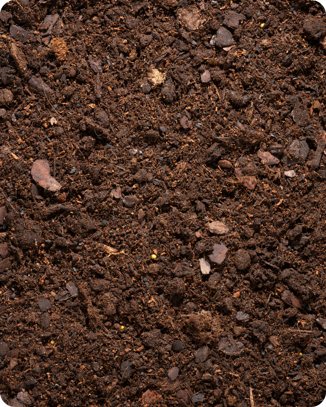 Podłoże Do Bananowca, Skrzydłokwiatu, Pachiry, Bigos, Ziemia Urban Jungle bigos