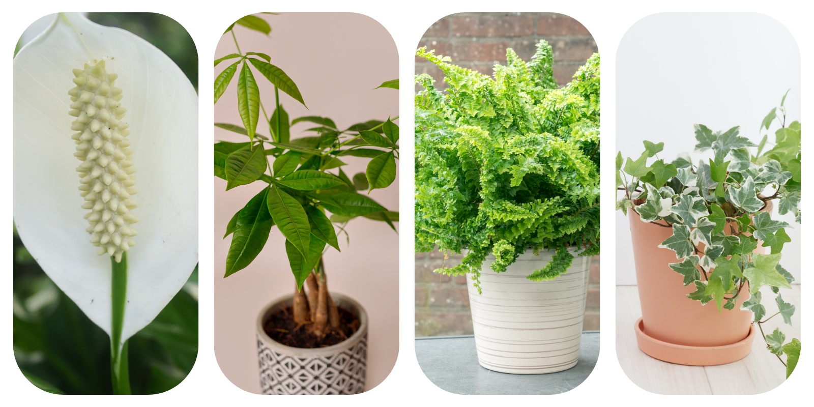 Podłoże Do Bananowca, Skrzydłokwiatu, Pachiry, Bigos, Ziemia Urban Jungle