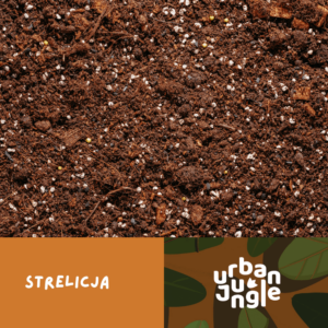 Podłoże Do Strelicji, Bigos, Ziemia Urban Jungle