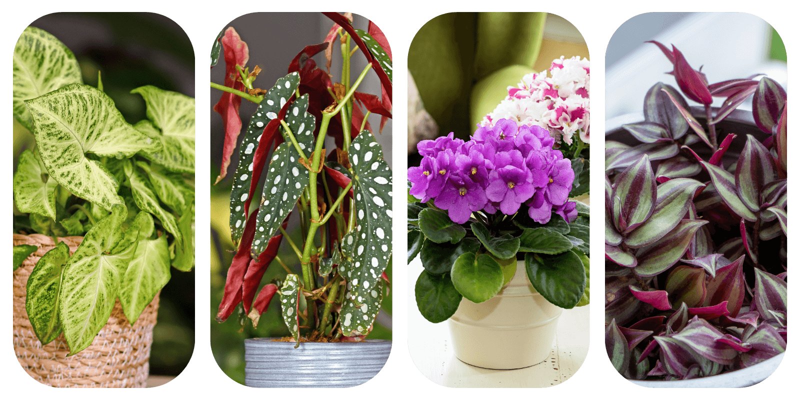 Podłoże Do Begonii, Syngonium, Fiołka, Bigos, Ziemia Urban Jungle