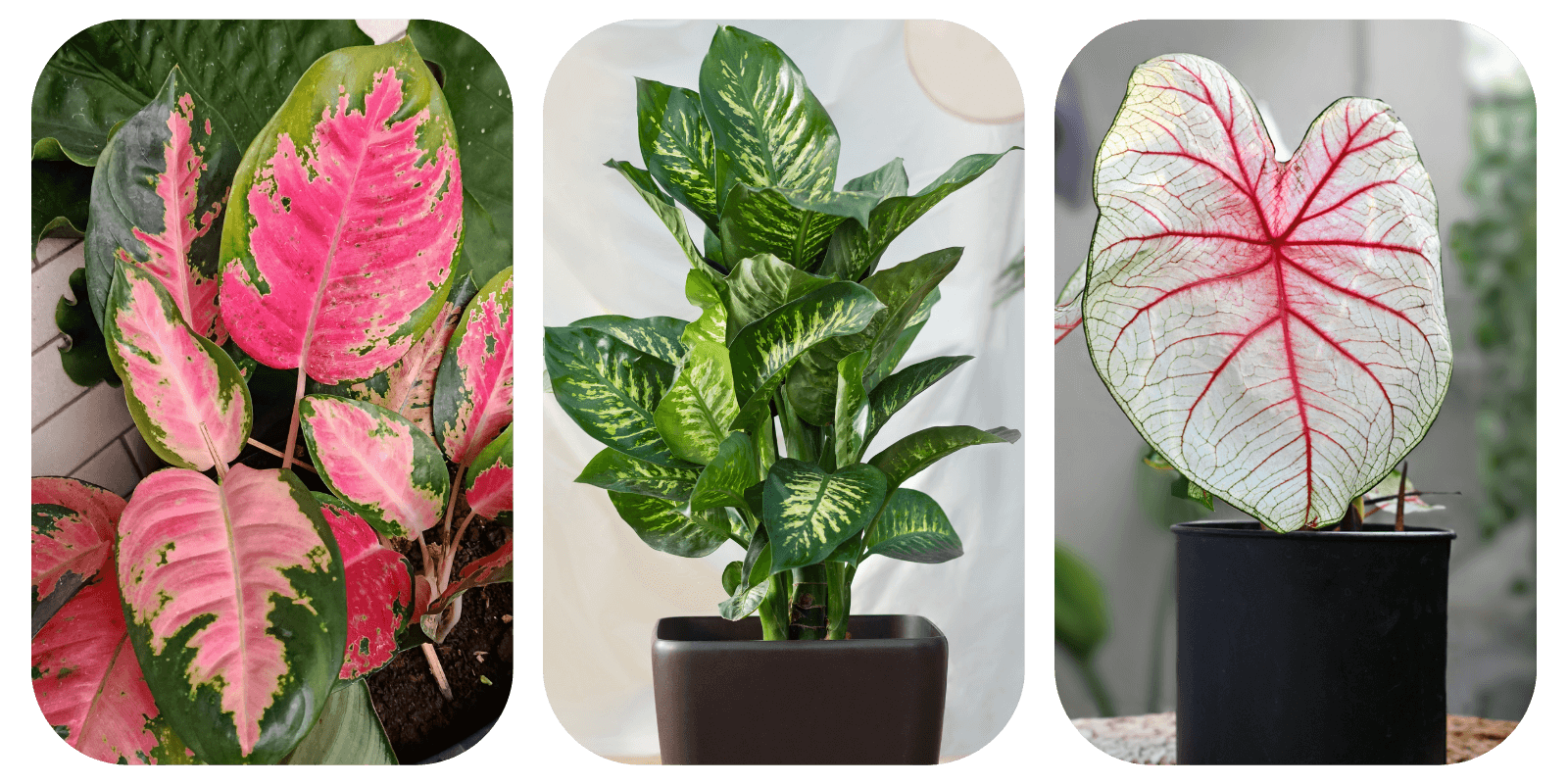 Podłoże Do Aglaonemy, Diffenbachii, Caladium, Bigos, Ziemia Urban Jungle rośliny