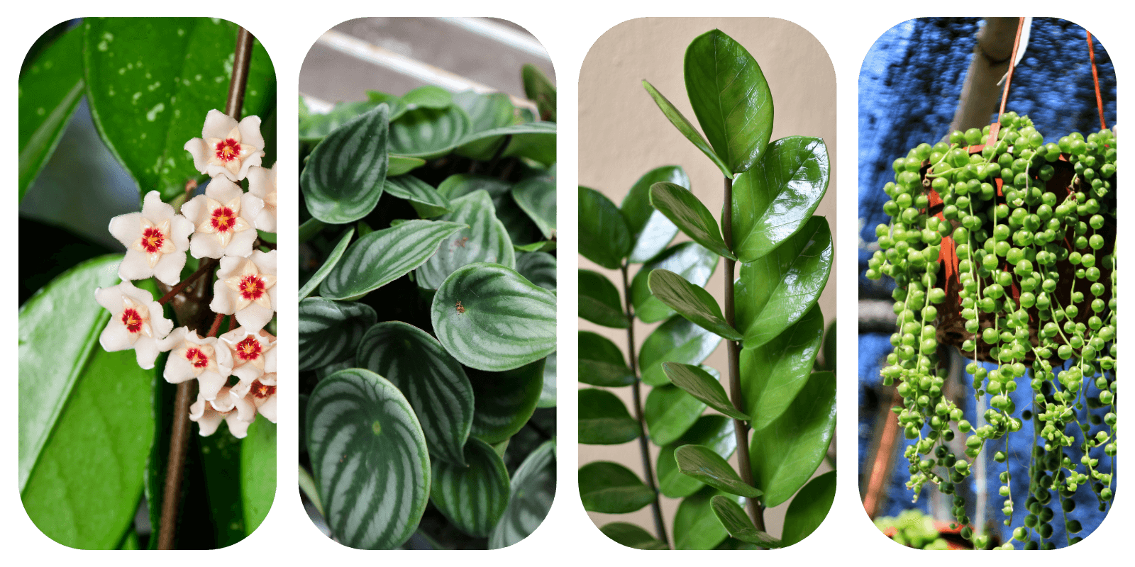 Hoya, Peperomia, Zamioculcas, Sansewierii, Senecio i Ceropegii