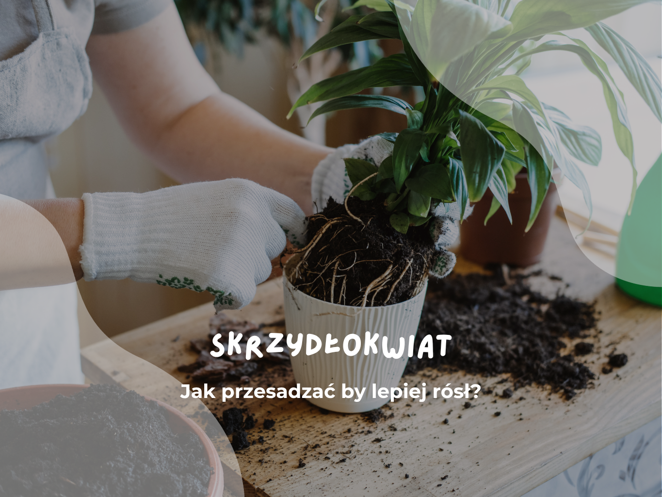 Skrzydłokwiat – jak przesadzać by lepiej rósł?