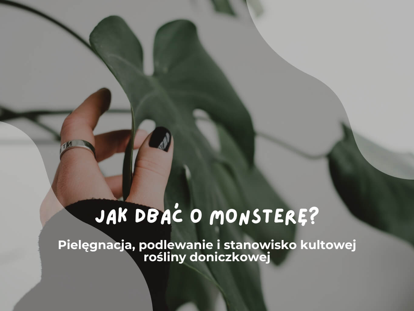 jak dbac o monstere?