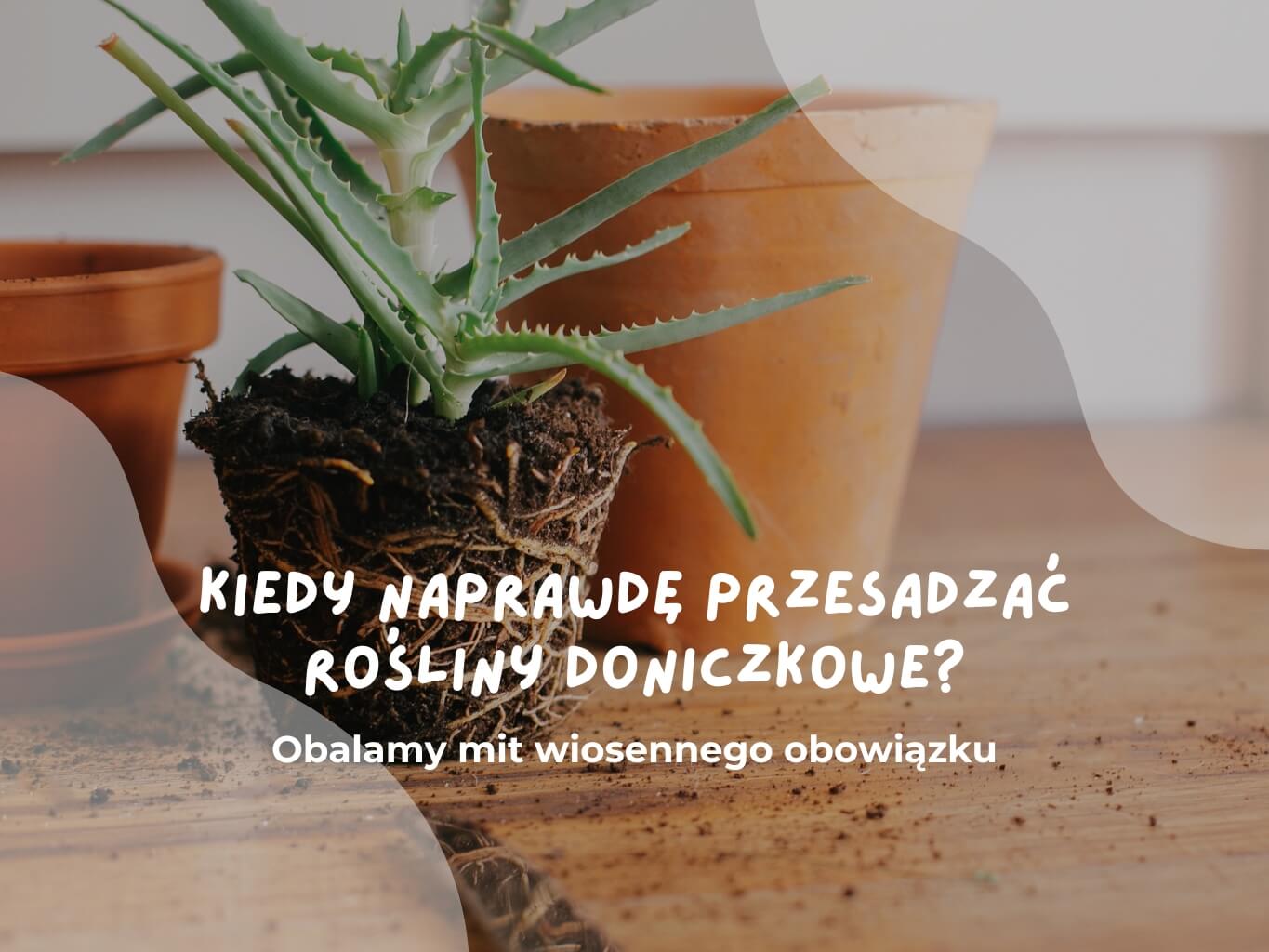 Kiedy naprawdę przesadzać rośliny doniczkowe? Obalamy mit wiosennego obowiązku