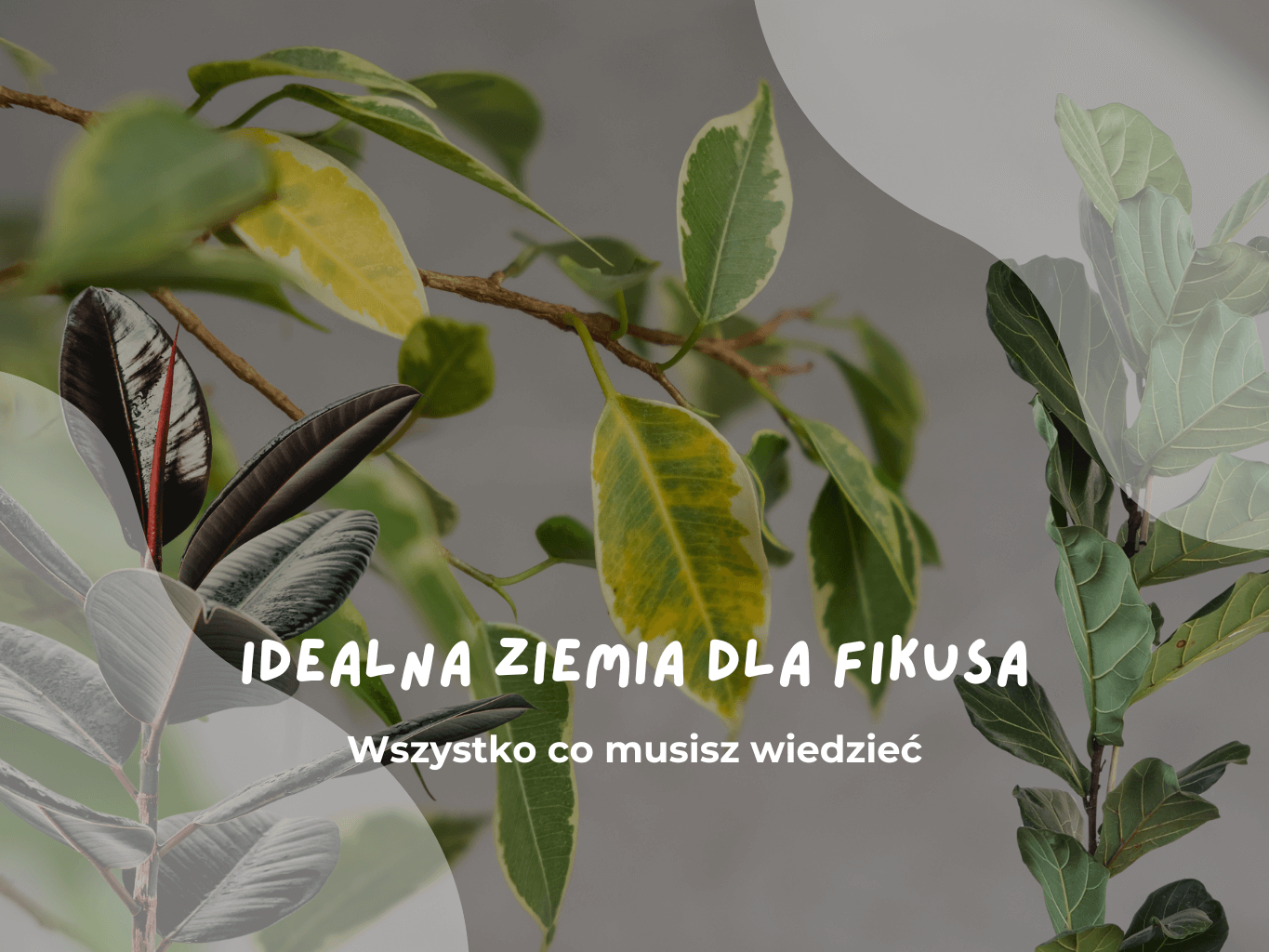 idealna ziemia dla fikusa