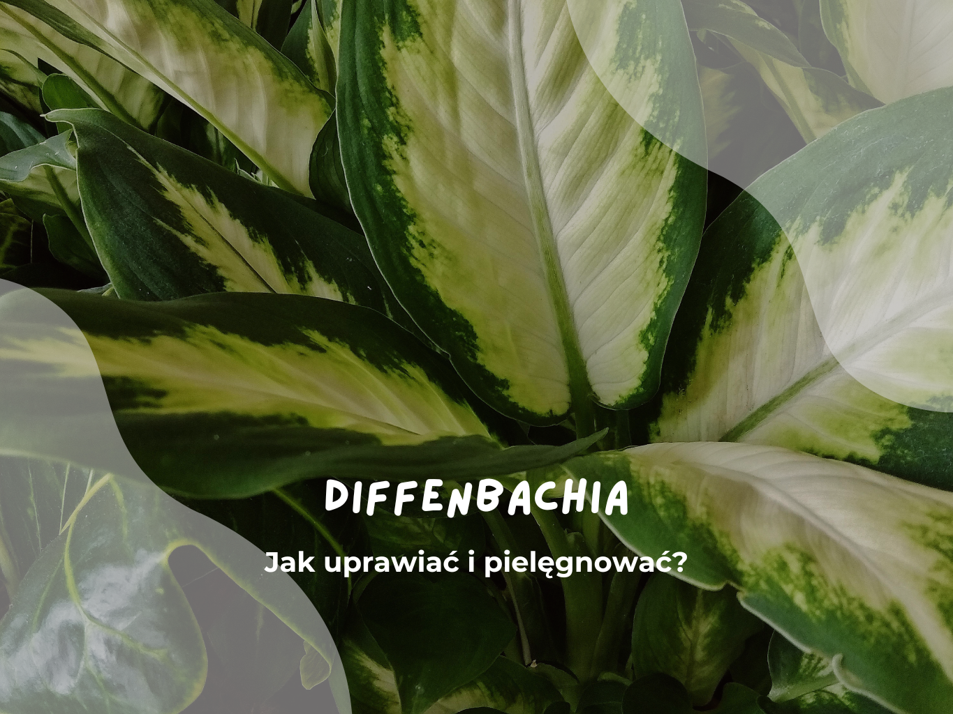 Diffenbachia