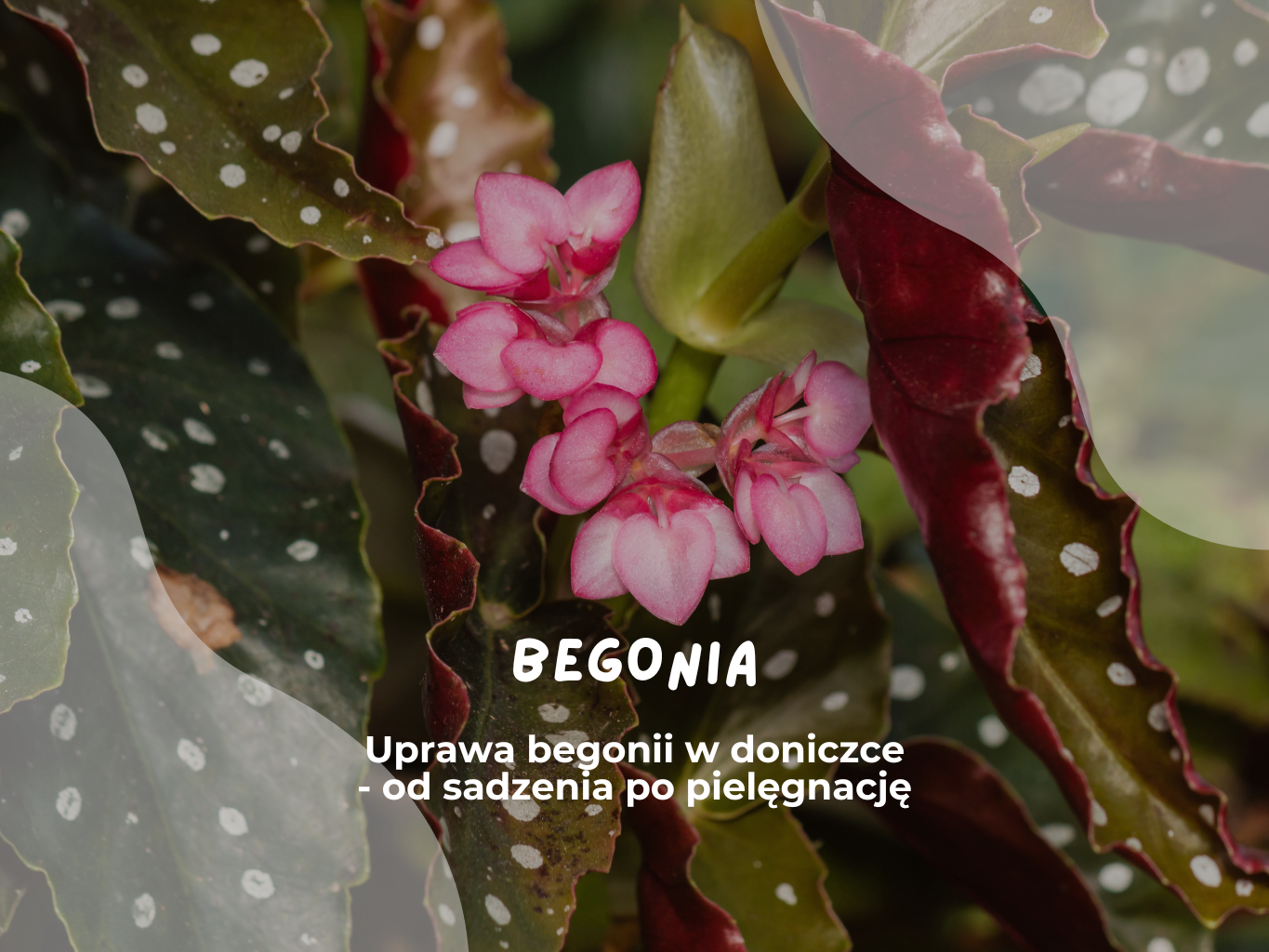 Uprawa begonii w doniczce - od sadzenia po pielęgnację