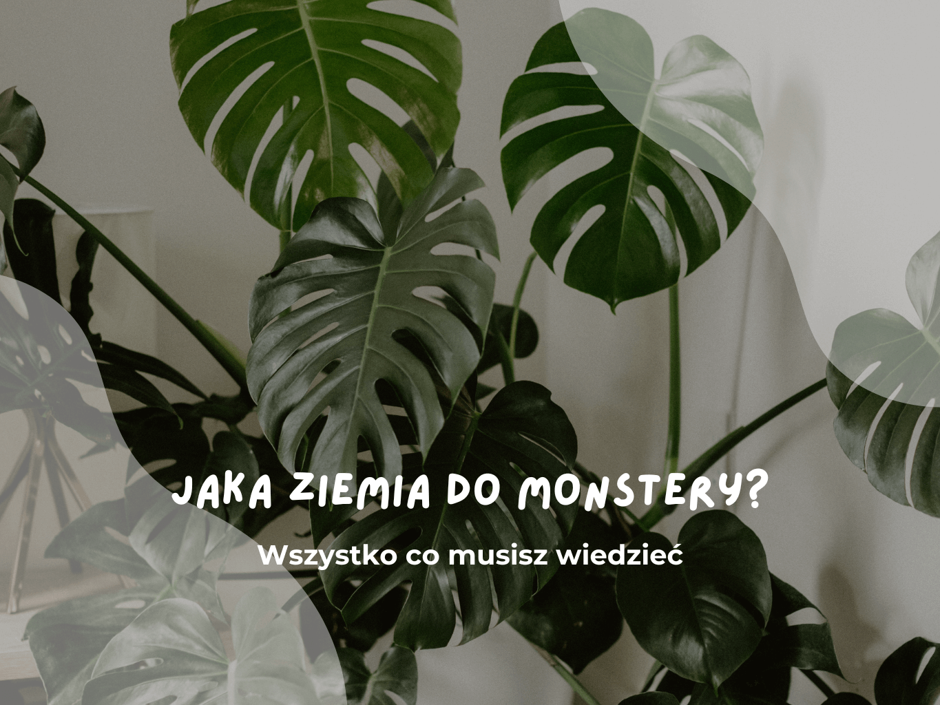 jaka ziemia do monstery