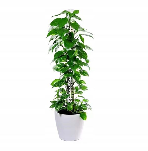 Palik Na Mech Do Roślin Doniczkowych 50 cm 1 szt.