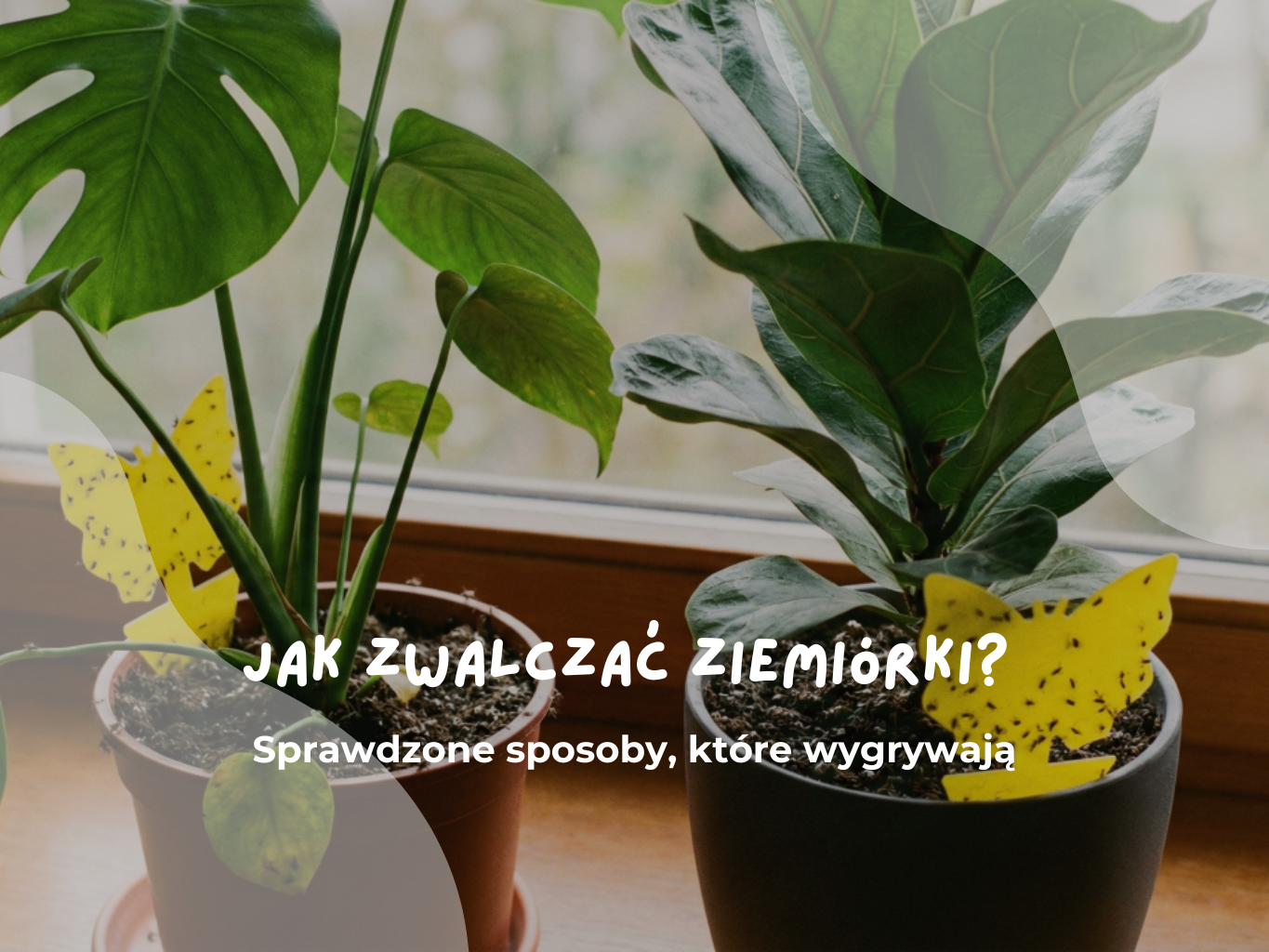 Jak zwalczać ziemiórki w roślinach doniczkowych?