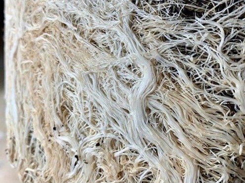 Mikoryza Great White Granular One Granulat