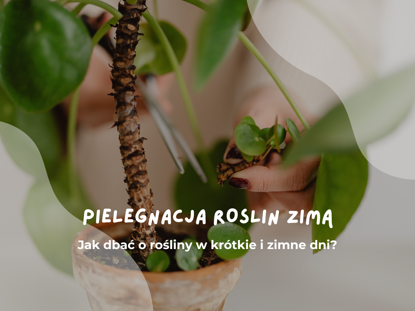 Zimowa pielęgnacja roślin doniczkowych