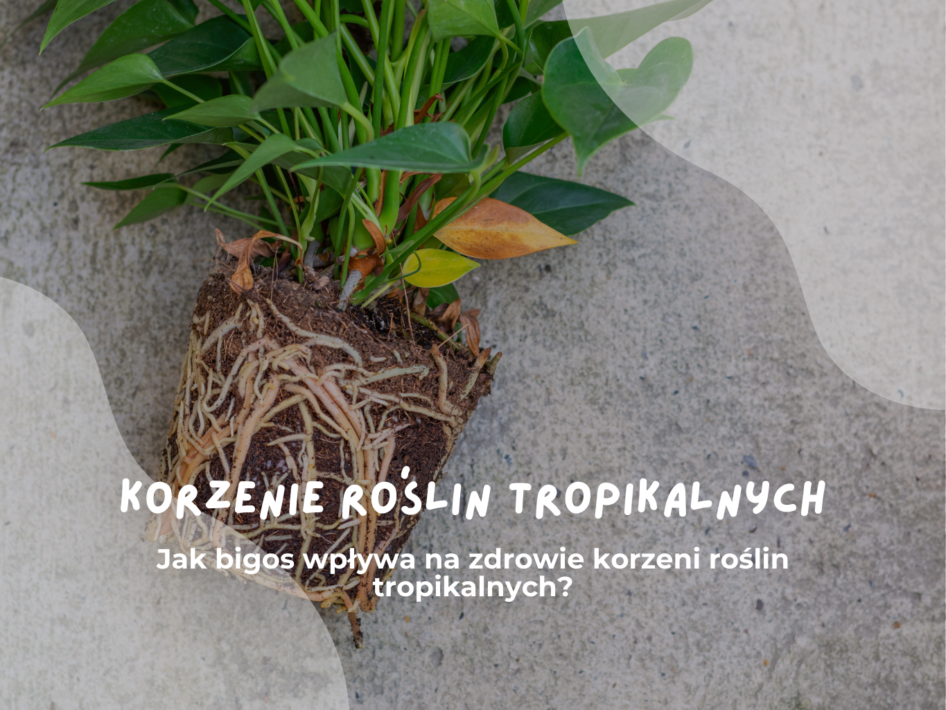 Jak bigos wpływa na zdrowie korzeni roślin tropikalnych?