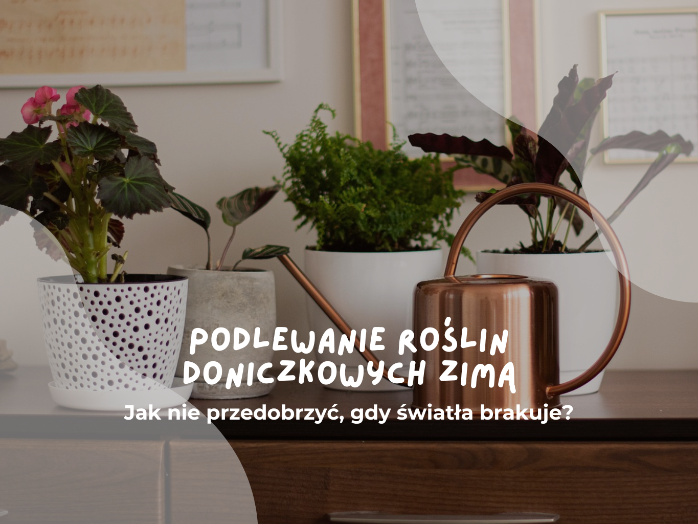 Podlewanie roślin doniczkowych zimą - jak nie przedobrzyć, gdy światła brakuje?