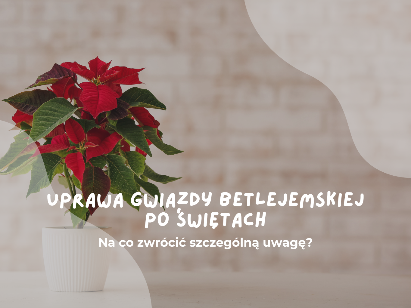Uprawa gwiazdy betlejemskiej po świętach