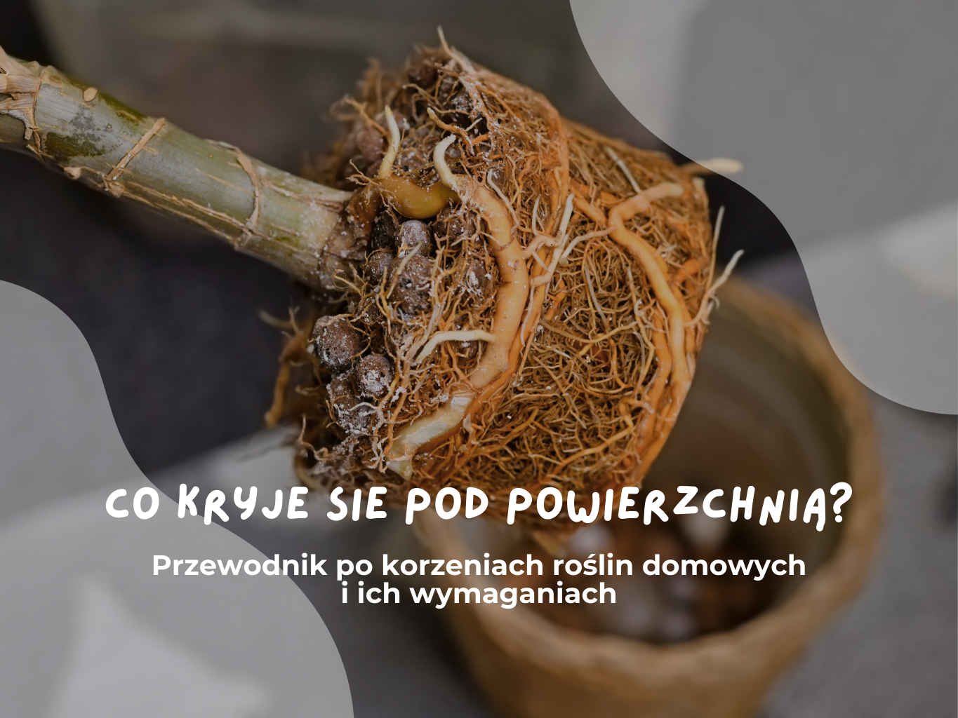 Co kryje się pod powierzchnią? Przewodnik po korzeniach roślin domowych i ich wymaganiach