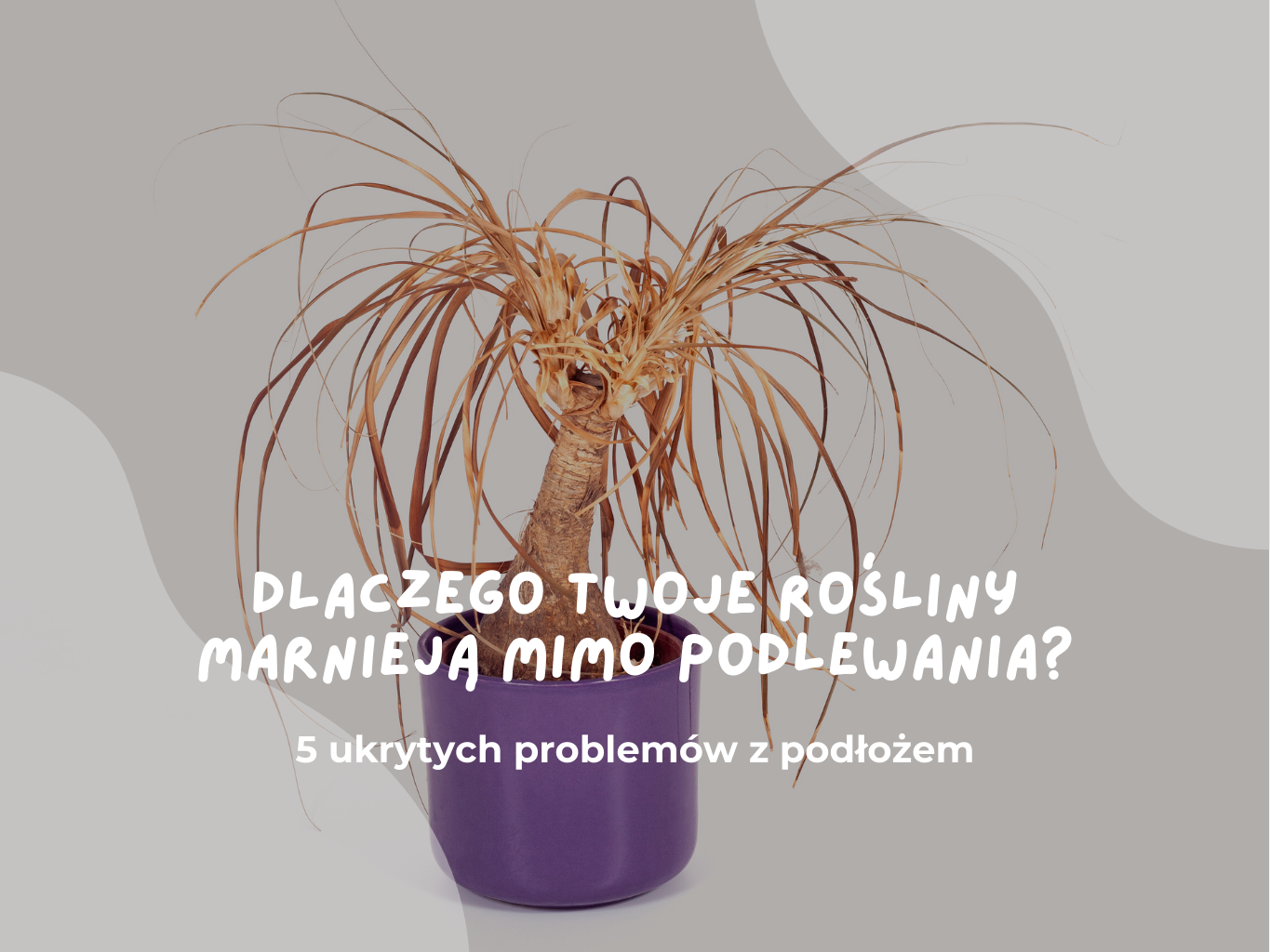 Dlaczego Twoje rośliny marnieją mimo podlewania? 5 ukrytych problemów z podłożem