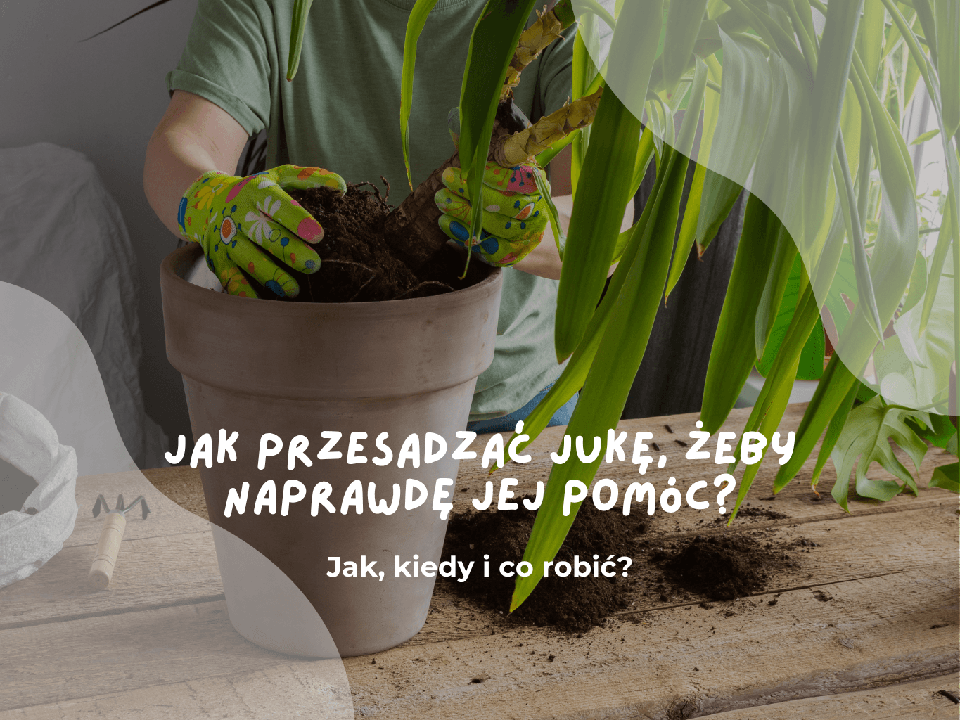 Jak przesadzać jukę, żeby naprawdę jej pomóc?