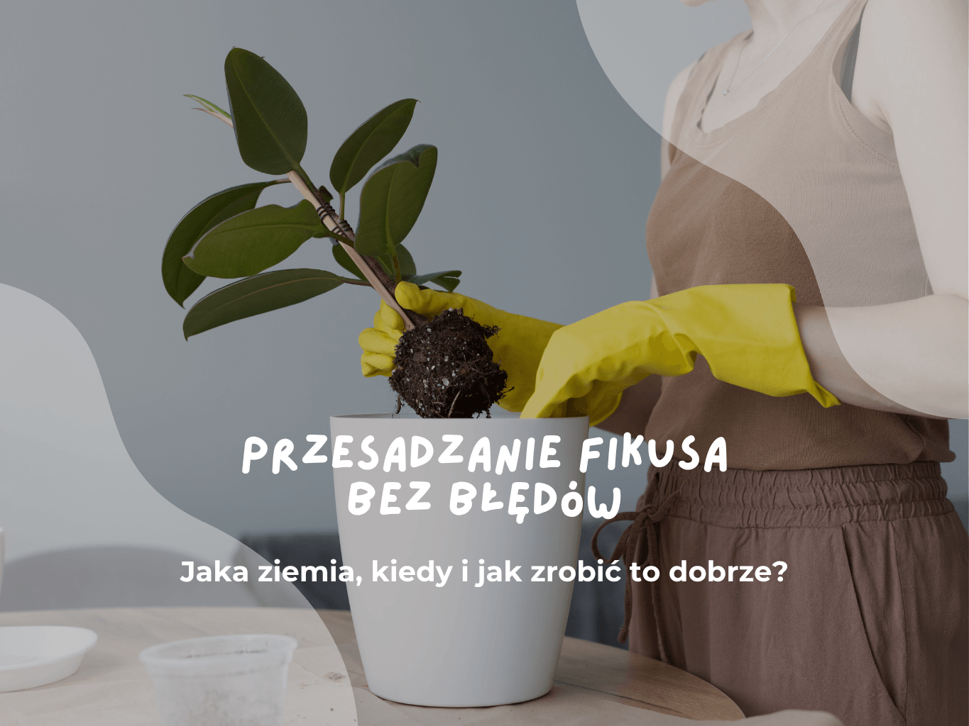 Przesadzanie fikusa bez błędów – jaka ziemia, kiedy i jak zrobić to dobrze?