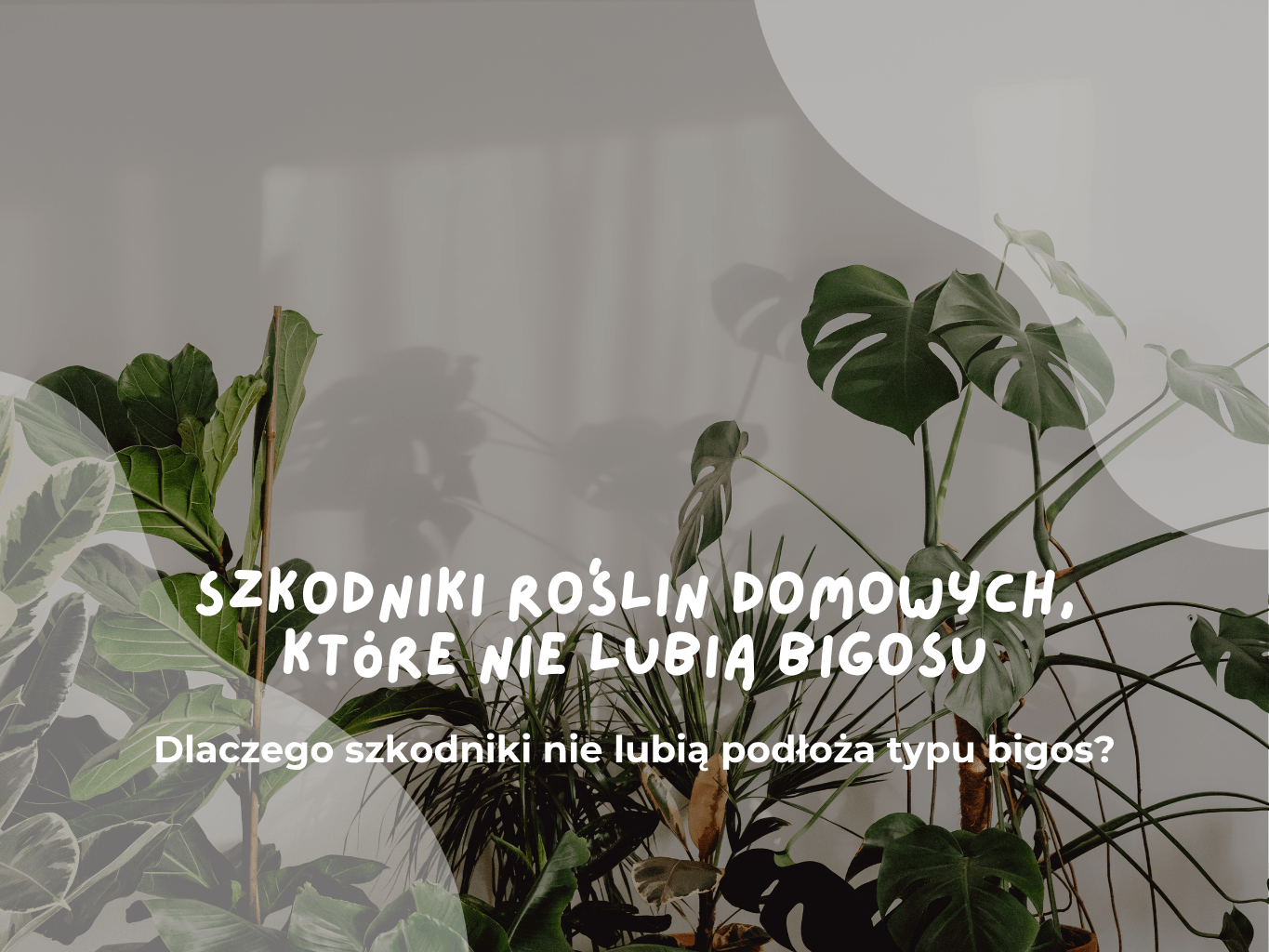 Szkodniki roślin domowych, które nie lubią bigosu