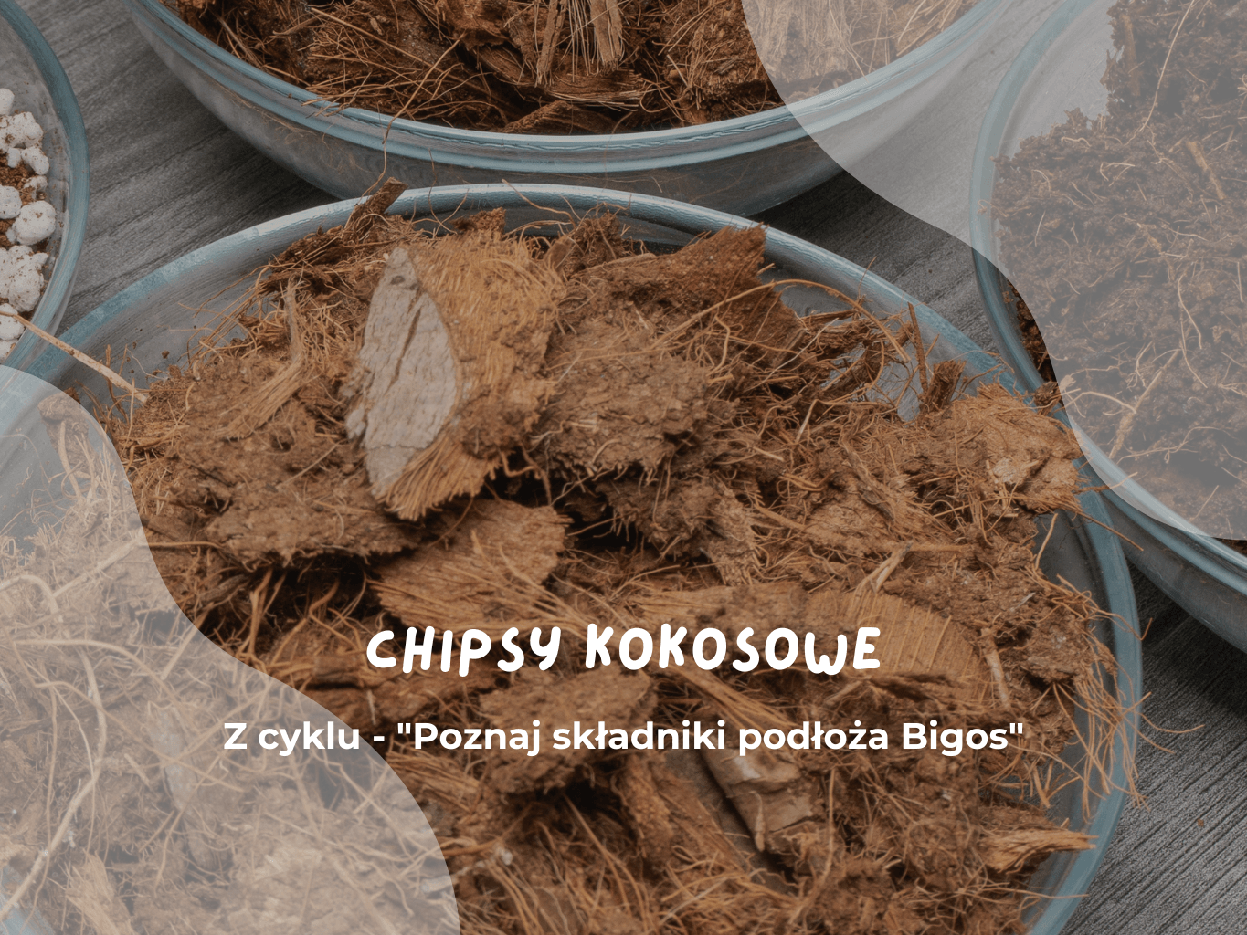 Chipsy kokosowe. Z cyklu – „Poznaj składniki podłoża Bigos” (1)