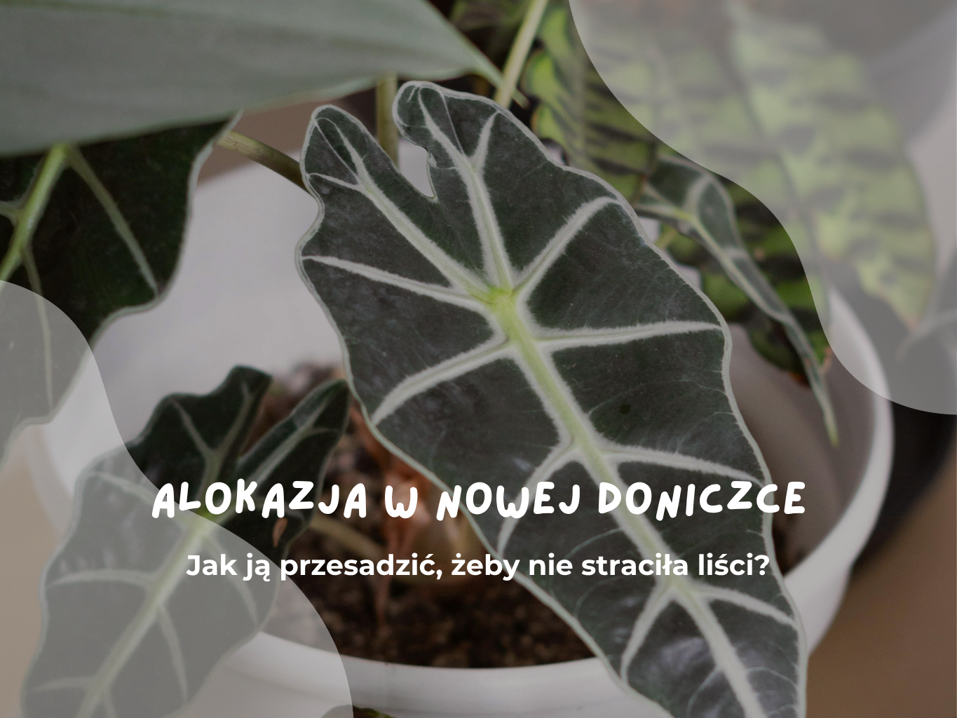 Alokazja w nowej doniczce – jak ją przesadzić, żeby nie straciła liści