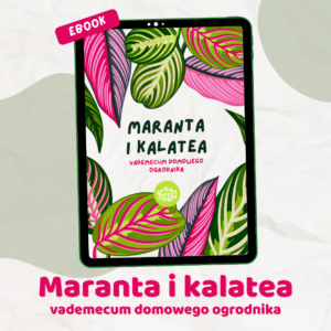 Maranta i Calathea – vademecum domowego ogrodnika e-book